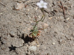 Gilia clokeyi