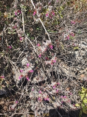Teucrium divaricatum