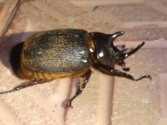 Heterogomphus mniszechi