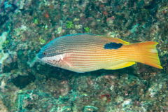 Hawaiian Hogfish photo 5
