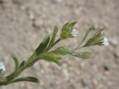 Lappula occidentalis
