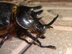 Heterogomphus mniszechi