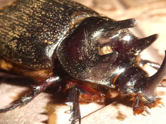 Heterogomphus mniszechi