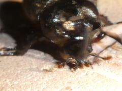 Heterogomphus mniszechi