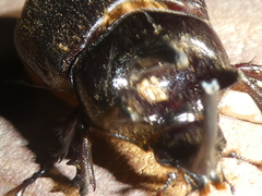 Heterogomphus mniszechi