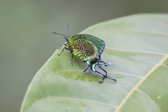 Arcas imperialis