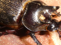 Heterogomphus mniszechi