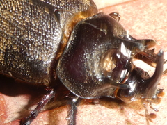 Heterogomphus mniszechi
