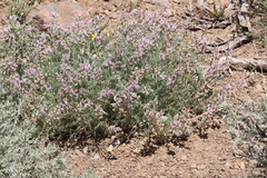 Astragalus andersonii
