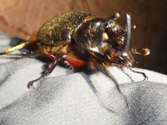 Heterogomphus mniszechi