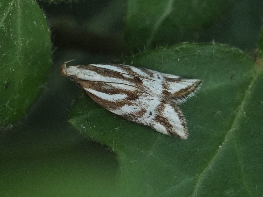 Orophia denisella