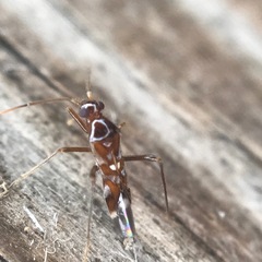 Sericophanes heidemanni