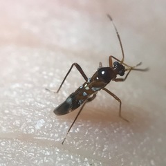 Sericophanes heidemanni