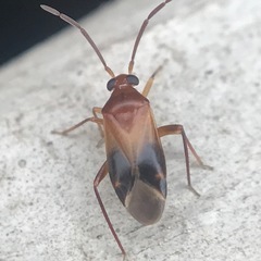 Ceratocapsus modestus