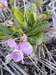 Viola gmeliniana