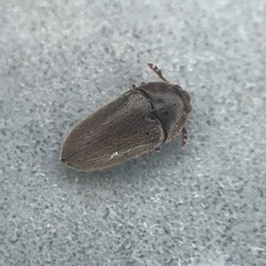 Trixagus chevrolati