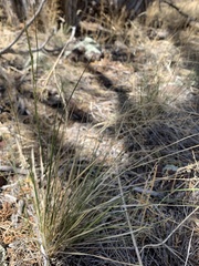 Piptatheropsis micrantha