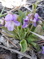 Viola gmeliniana