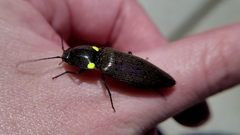 Ignelater havaniensis