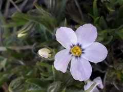 Phlox sibirica