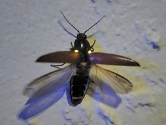 Ignelater havaniensis