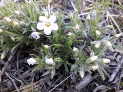 Phlox sibirica
