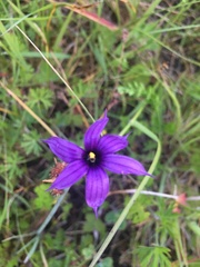Sisyrinchium hitchcockii