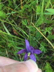 Sisyrinchium hitchcockii