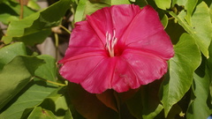 Ipomoea inopinata