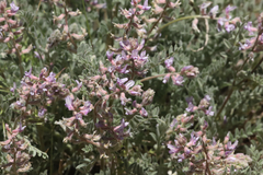 Astragalus andersonii