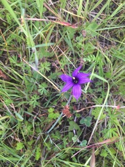 Sisyrinchium hitchcockii