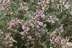 Astragalus andersonii