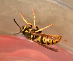 Vespula pensylvanica