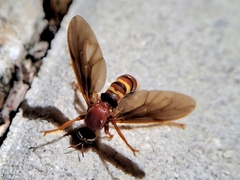 Prolepsis tristis