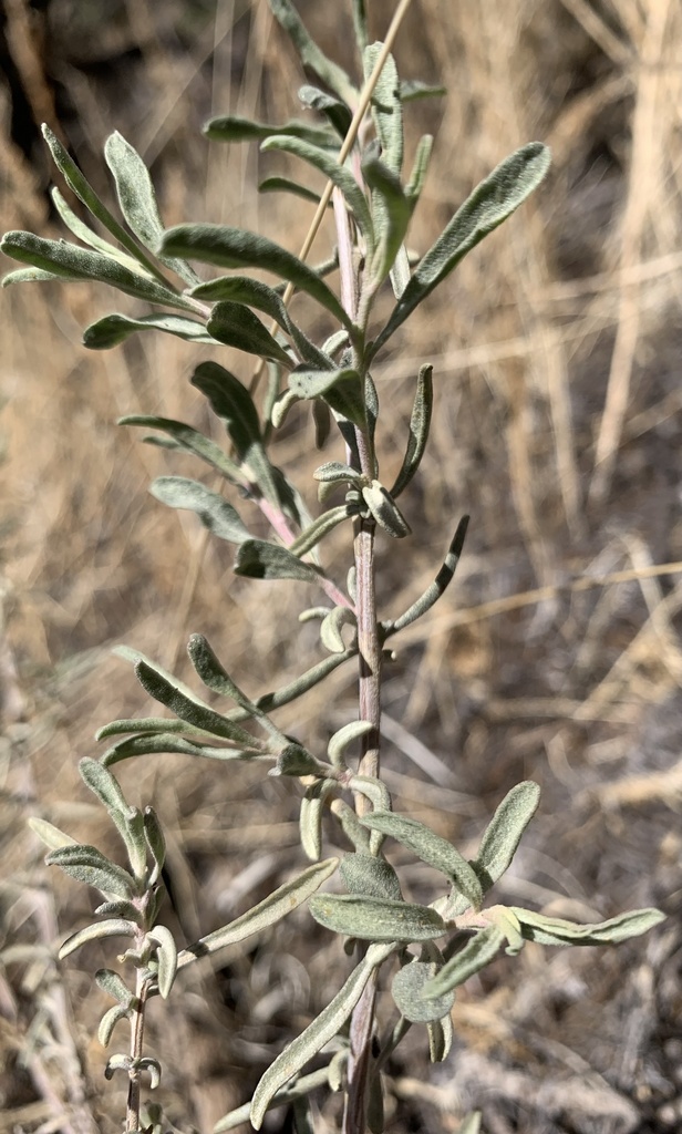 Fourwing saltbush (Atriplex canescens)