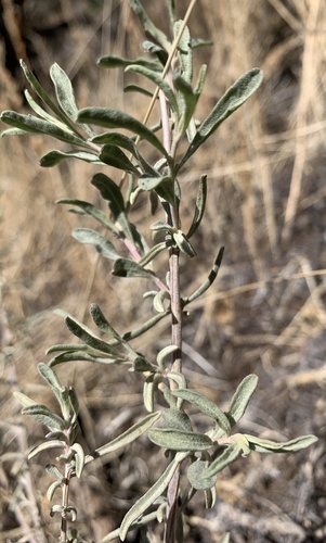 Fourwing saltbush (Atriplex canescens)