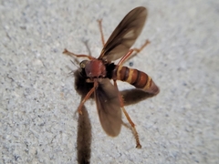 Prolepsis tristis