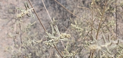 Atriplex linearis