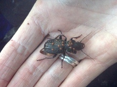 Berzercon ferdinandi