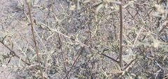 Atriplex linearis