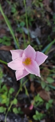 Zephyranthes morrisclintii