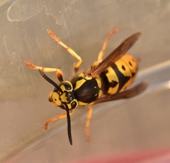 Vespula pensylvanica