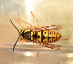 Vespula pensylvanica