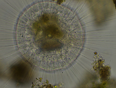 Actinosphaerium eichhornii