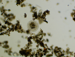 Actinosphaerium eichhornii