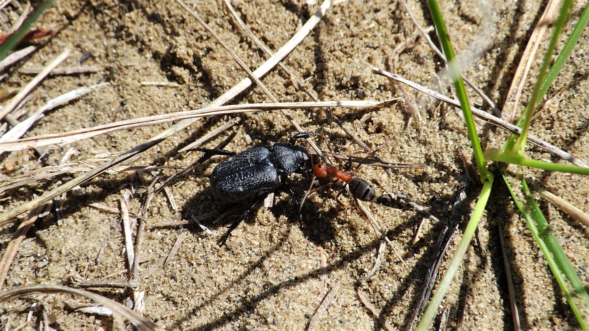 Formica impexa