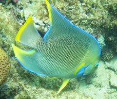 Holacanthus bermudensis