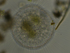 Actinosphaerium eichhornii