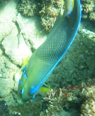 Holacanthus bermudensis