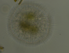 Actinosphaerium eichhornii